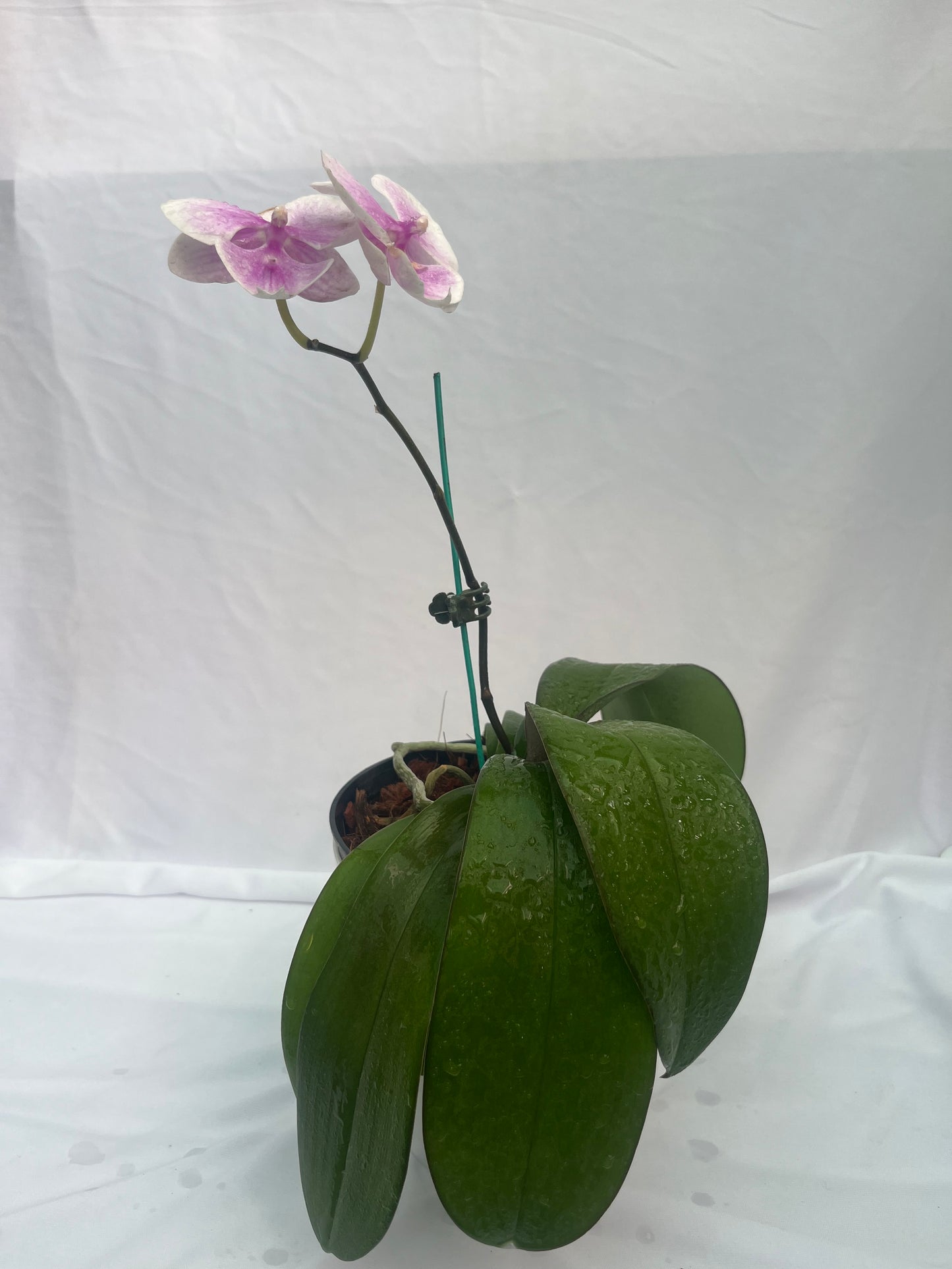 Philonaphsis Orchid