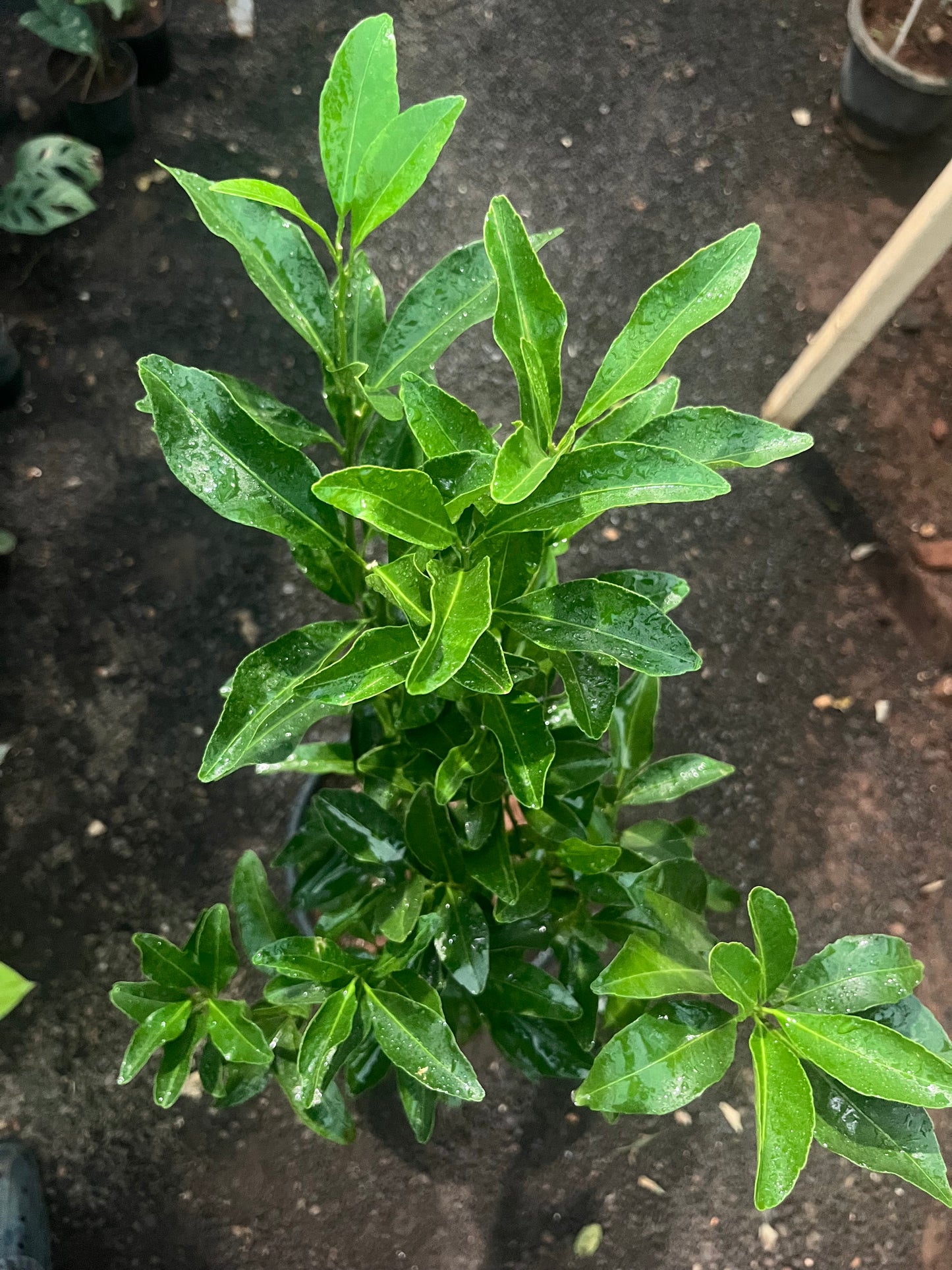 Thai Lemon