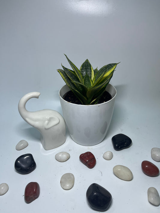 SANSEVIERIA LOTUS HAHNII SINGLE