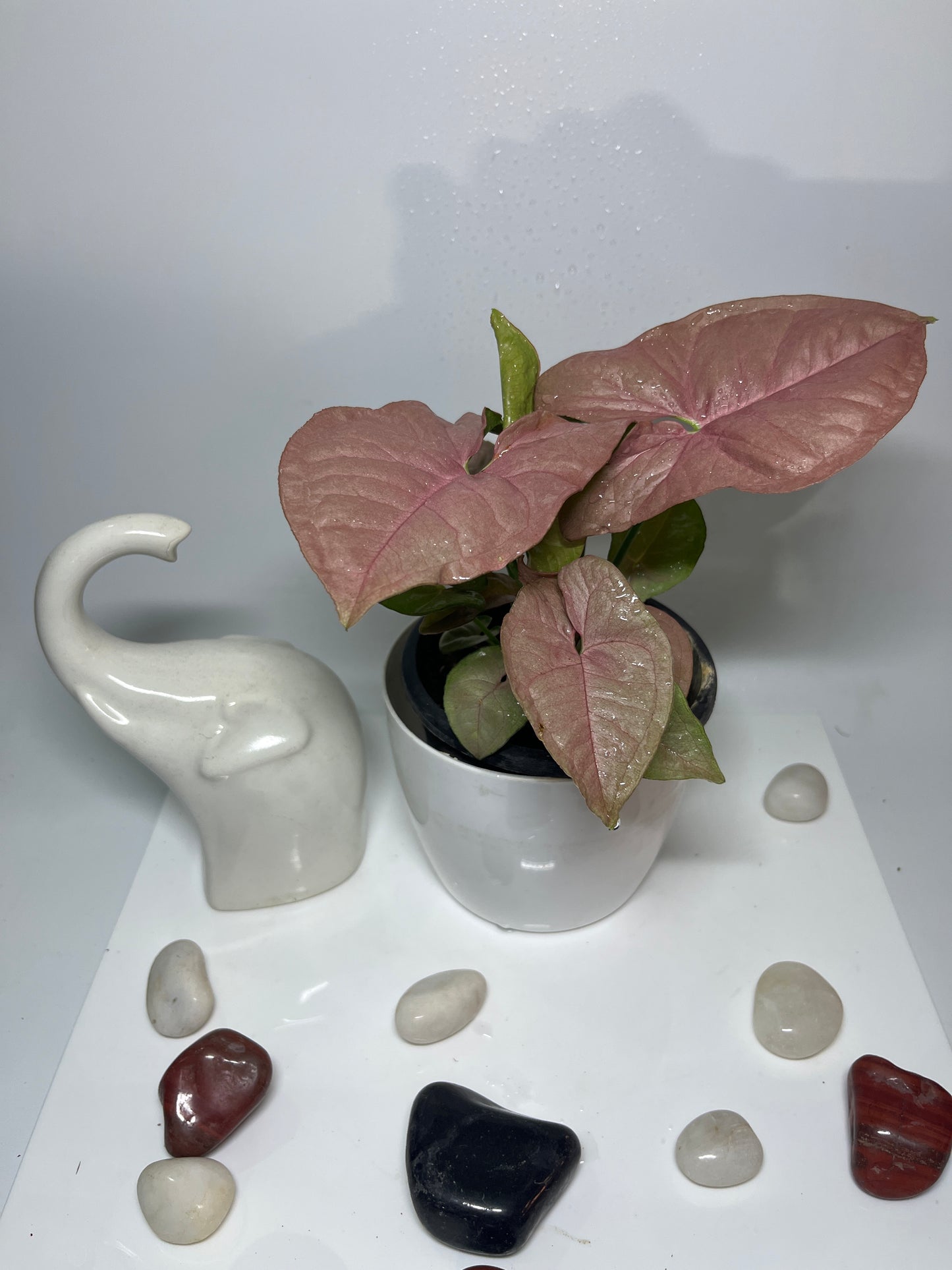 Syngonium pink
