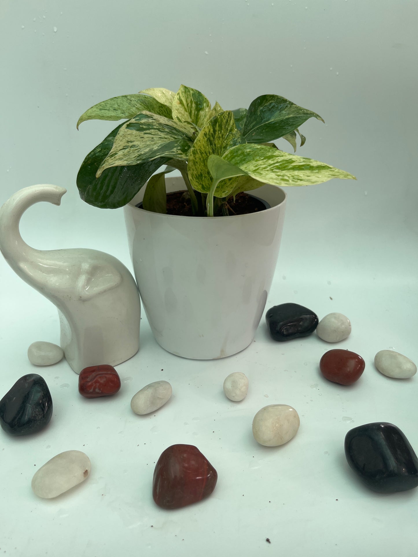 MONEY PLANT MARBLE QUEEN