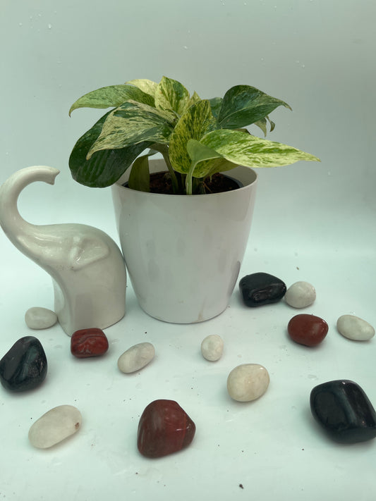 MONEY PLANT MARBLE QUEEN
