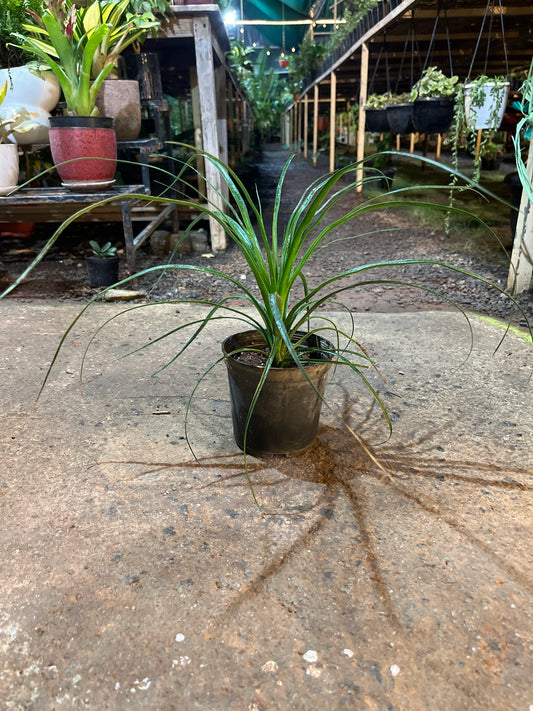 Ponytail Palm