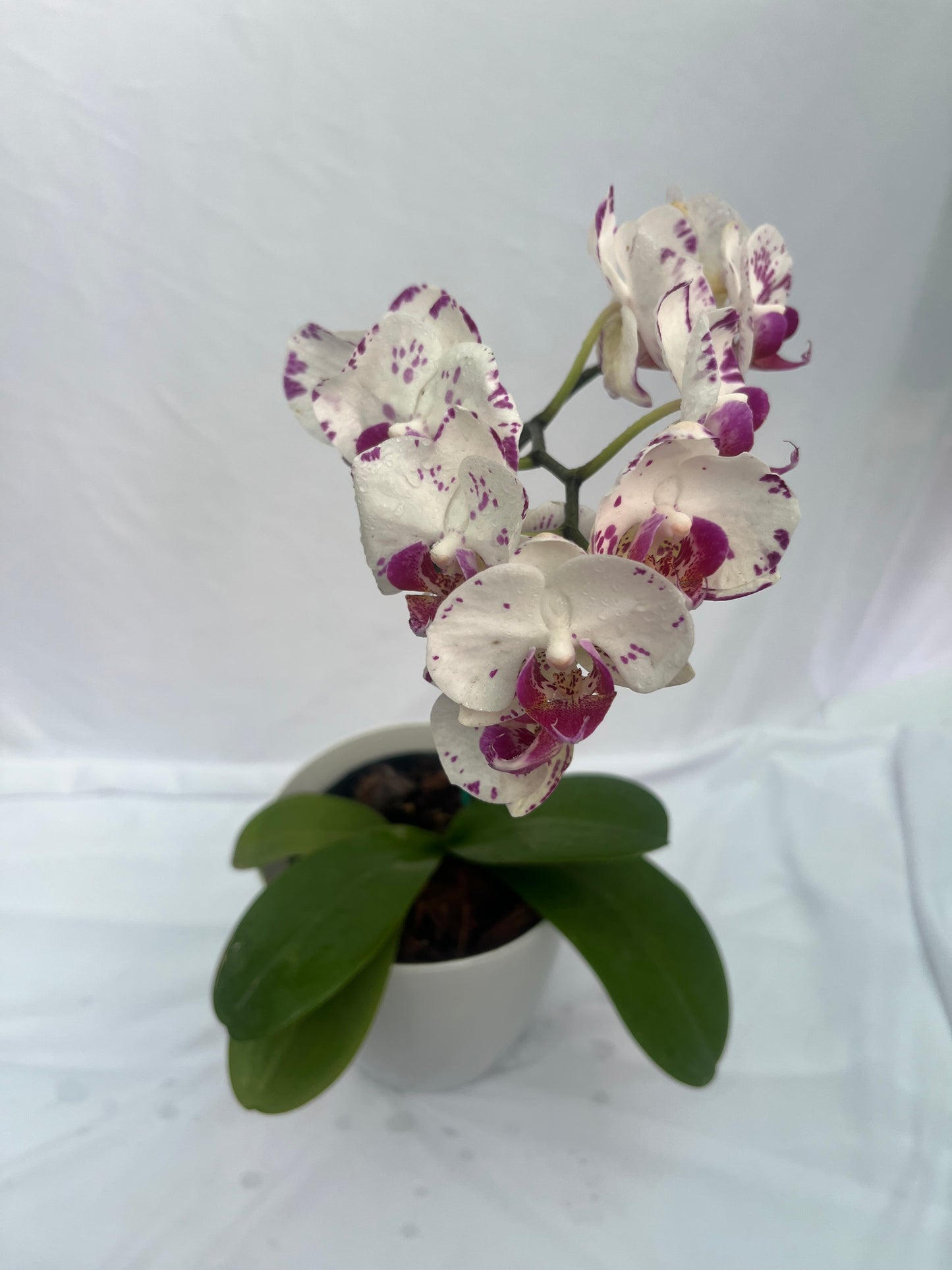 Philonaphsis Orchid