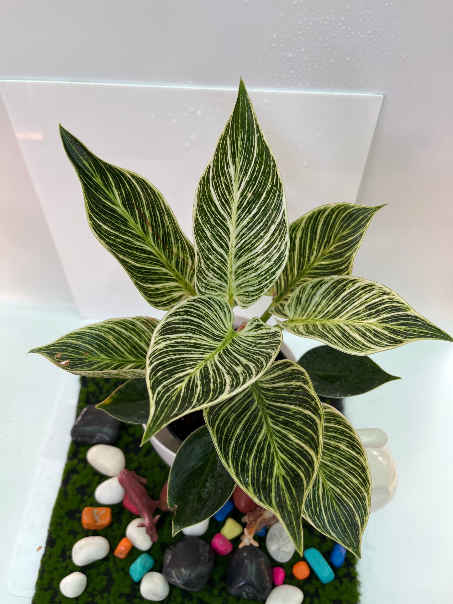 Philodendron Birkin