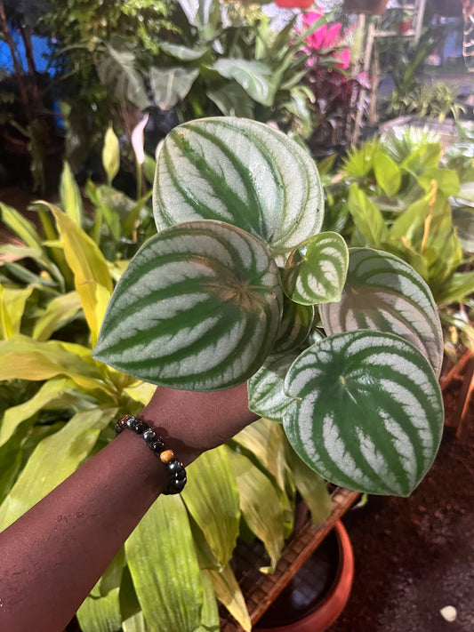 Peperomia water melon