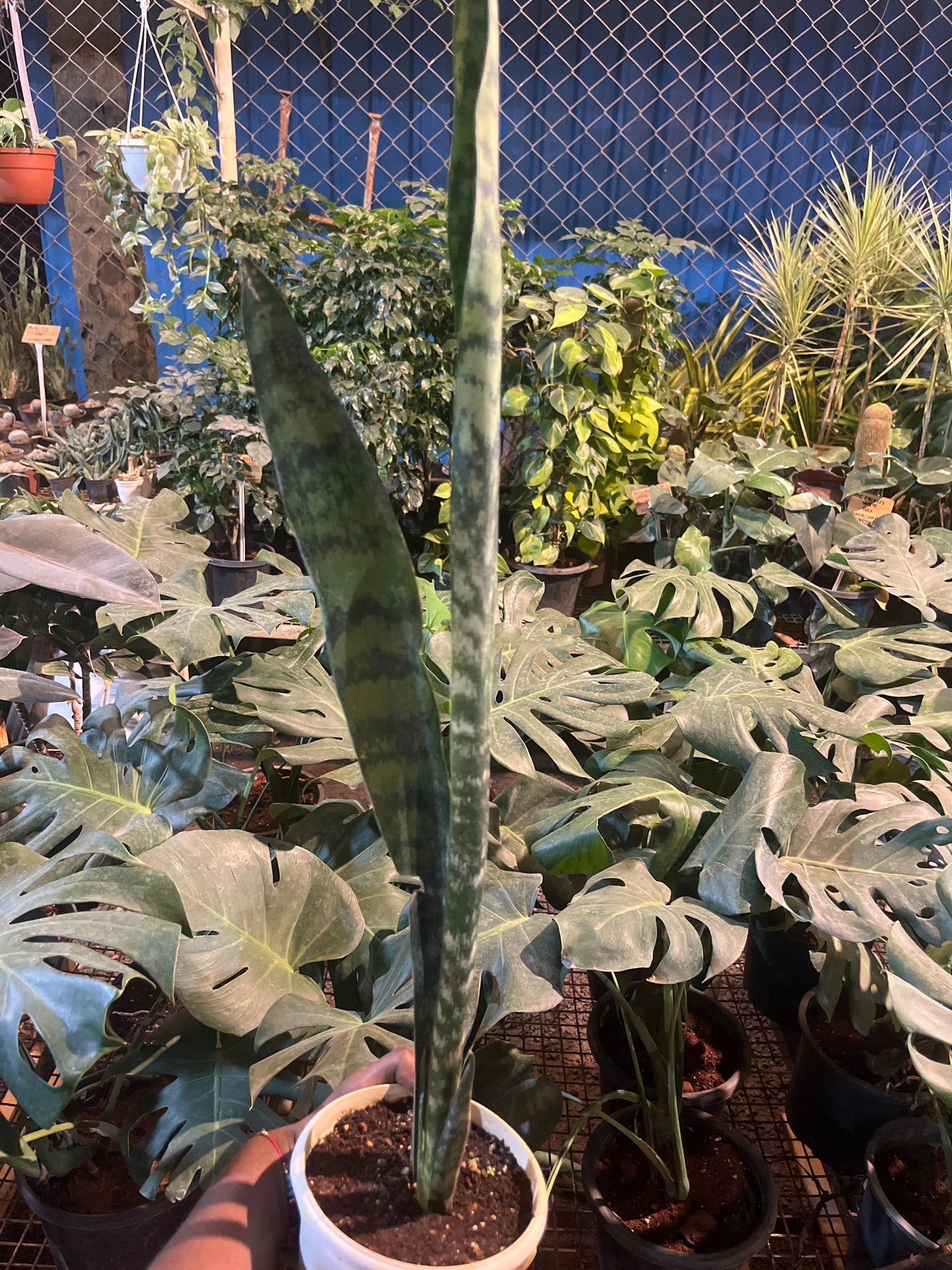 SANSEVIERIA CORAL