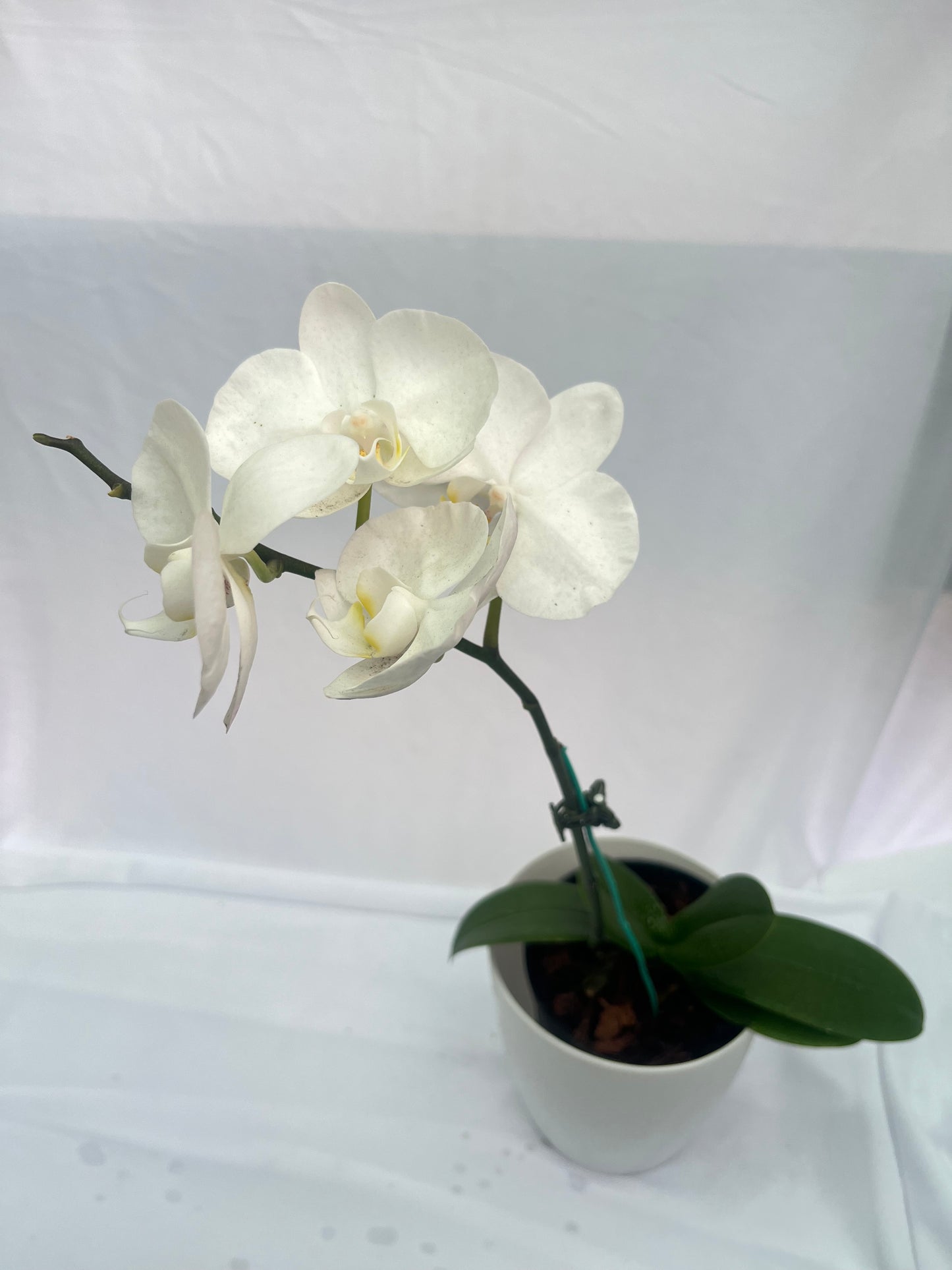 Philonaphsis Orchid