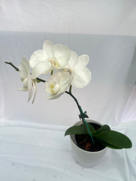 Philonaphsis Orchid