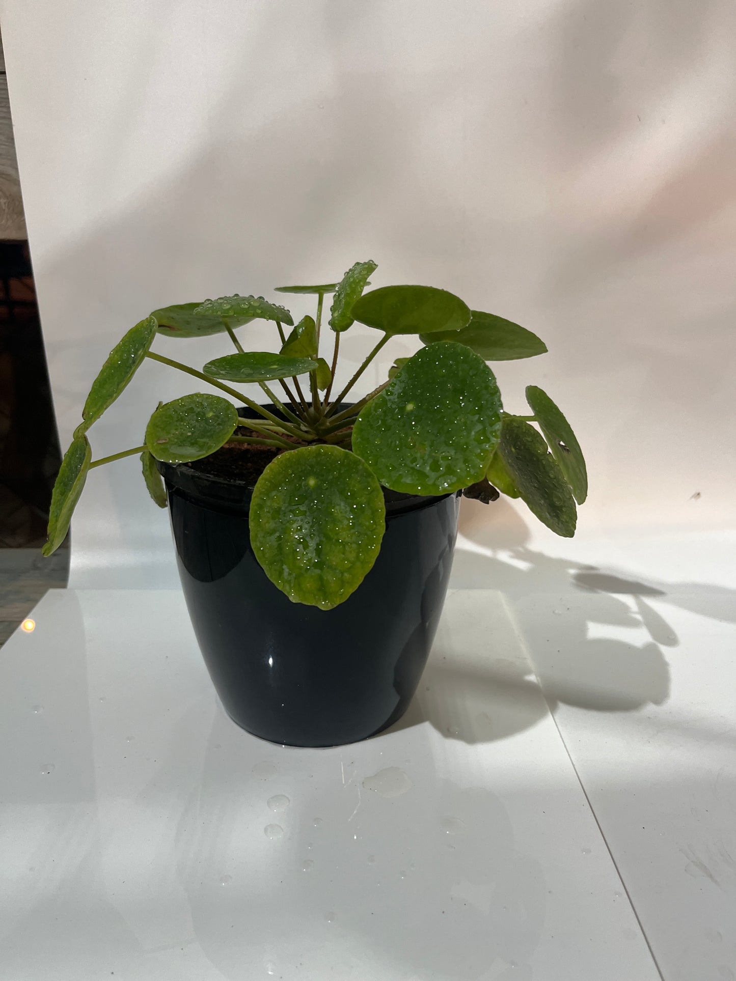 Chinese Money Plant