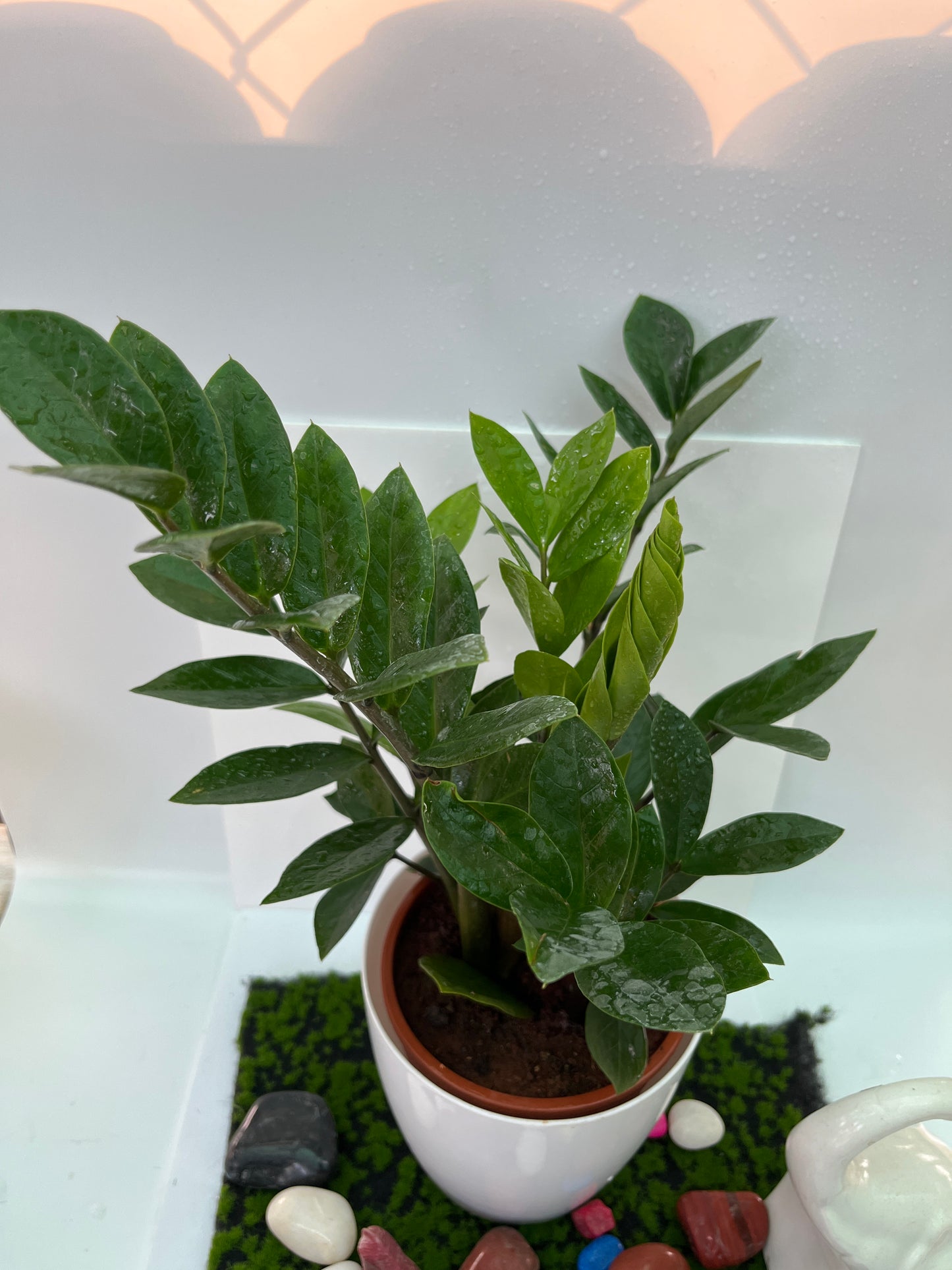ZAMIOCULCAS