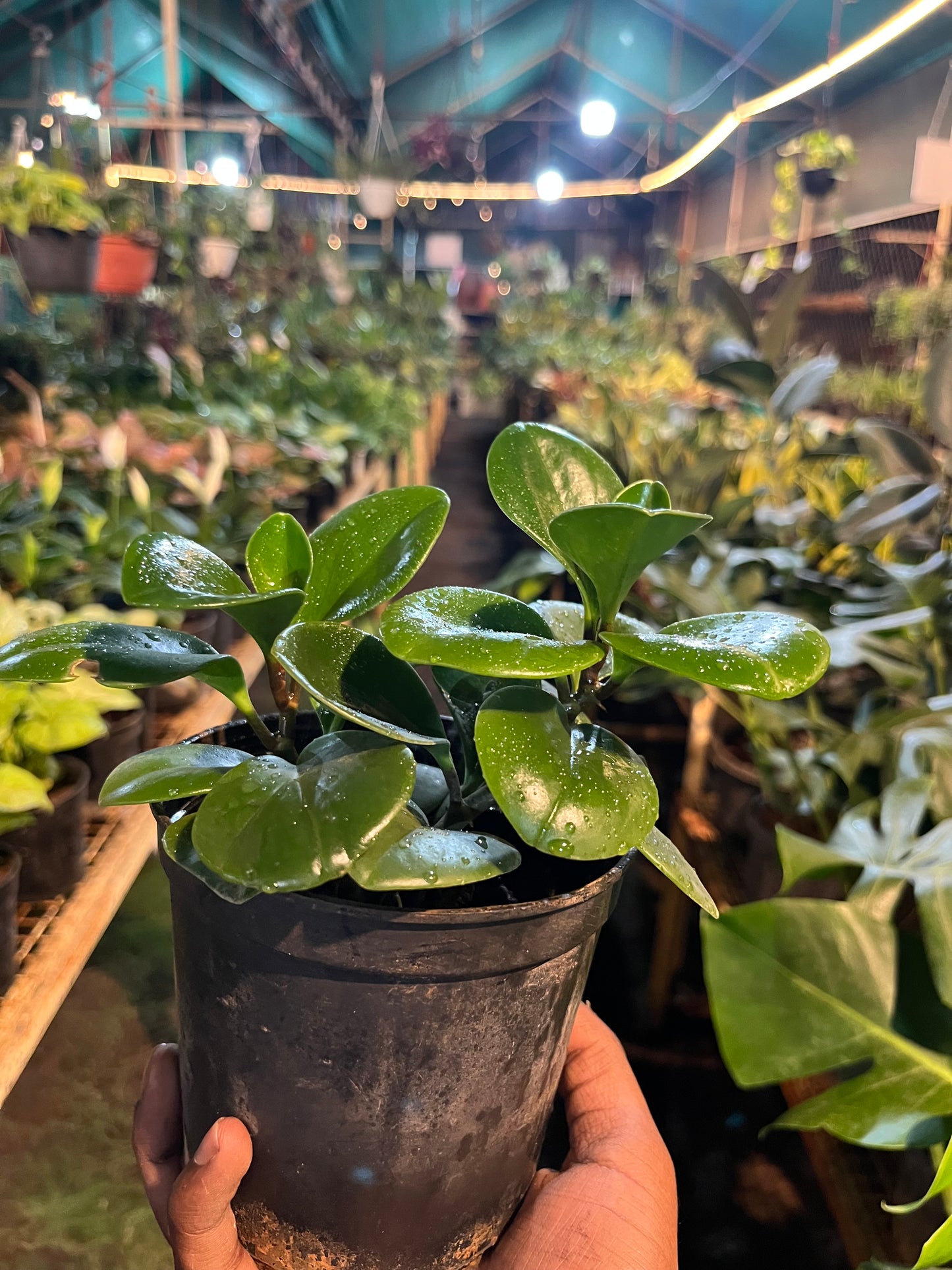 PEPROMIA NORMAL