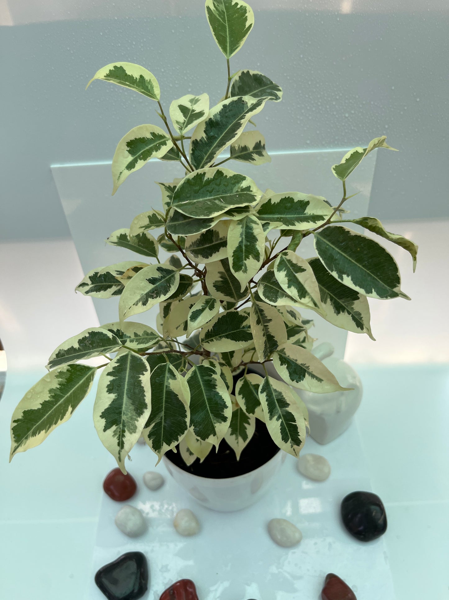 Ficus Lutetia
