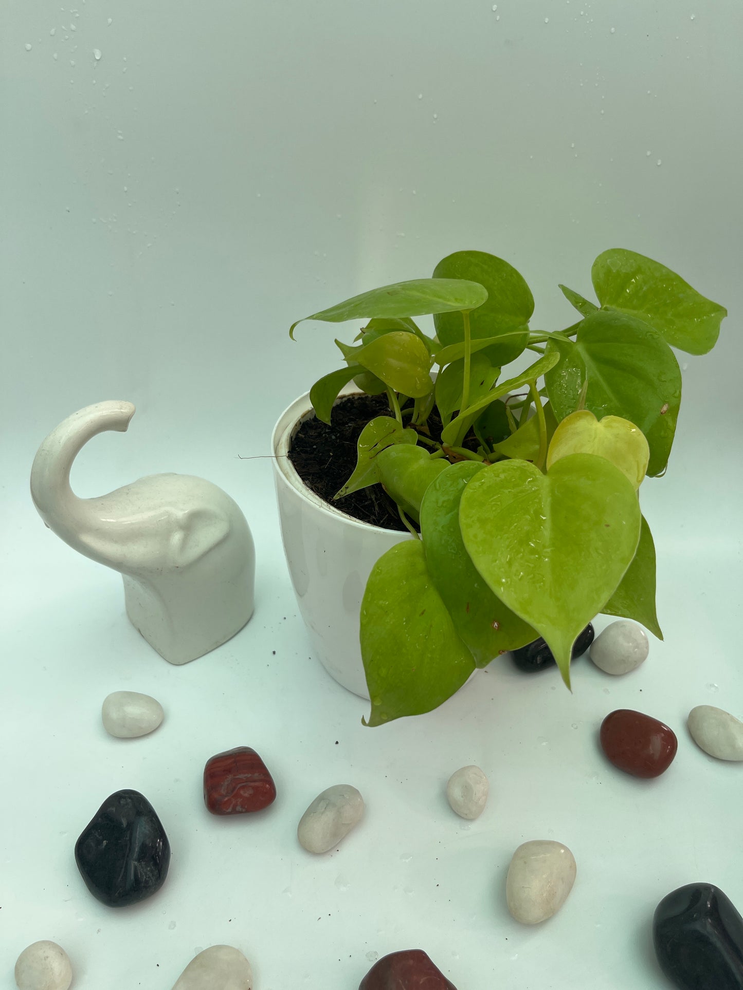 Neon Pothos