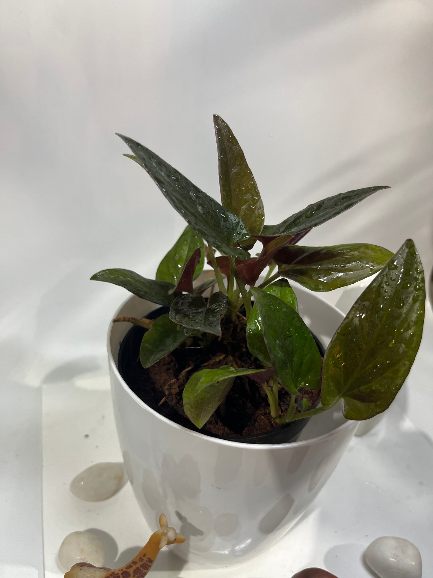 Syngonium erythrophyllum