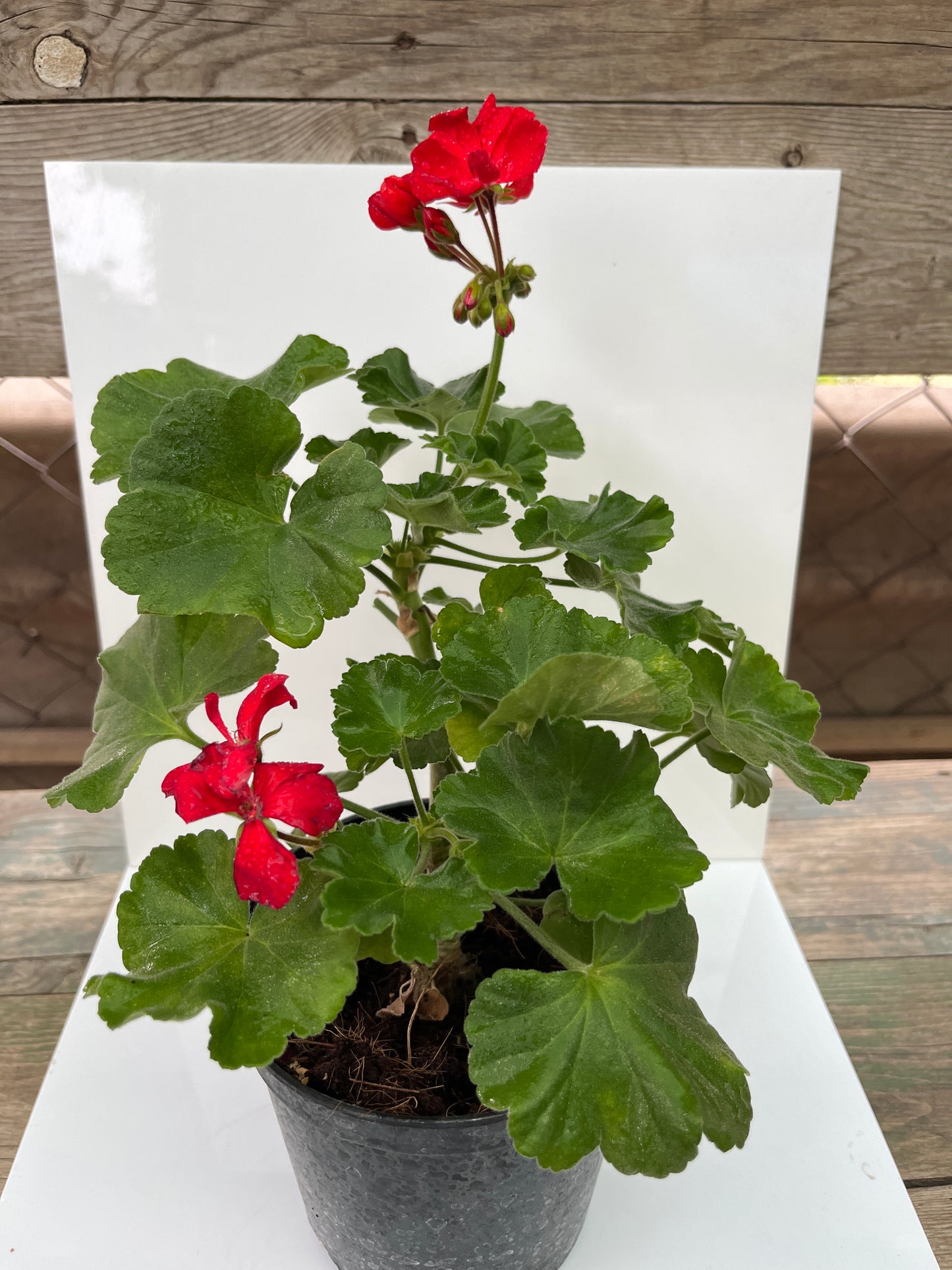Geranium