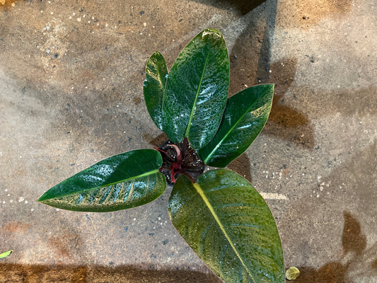 PHILODENDRON ROJOCONGO