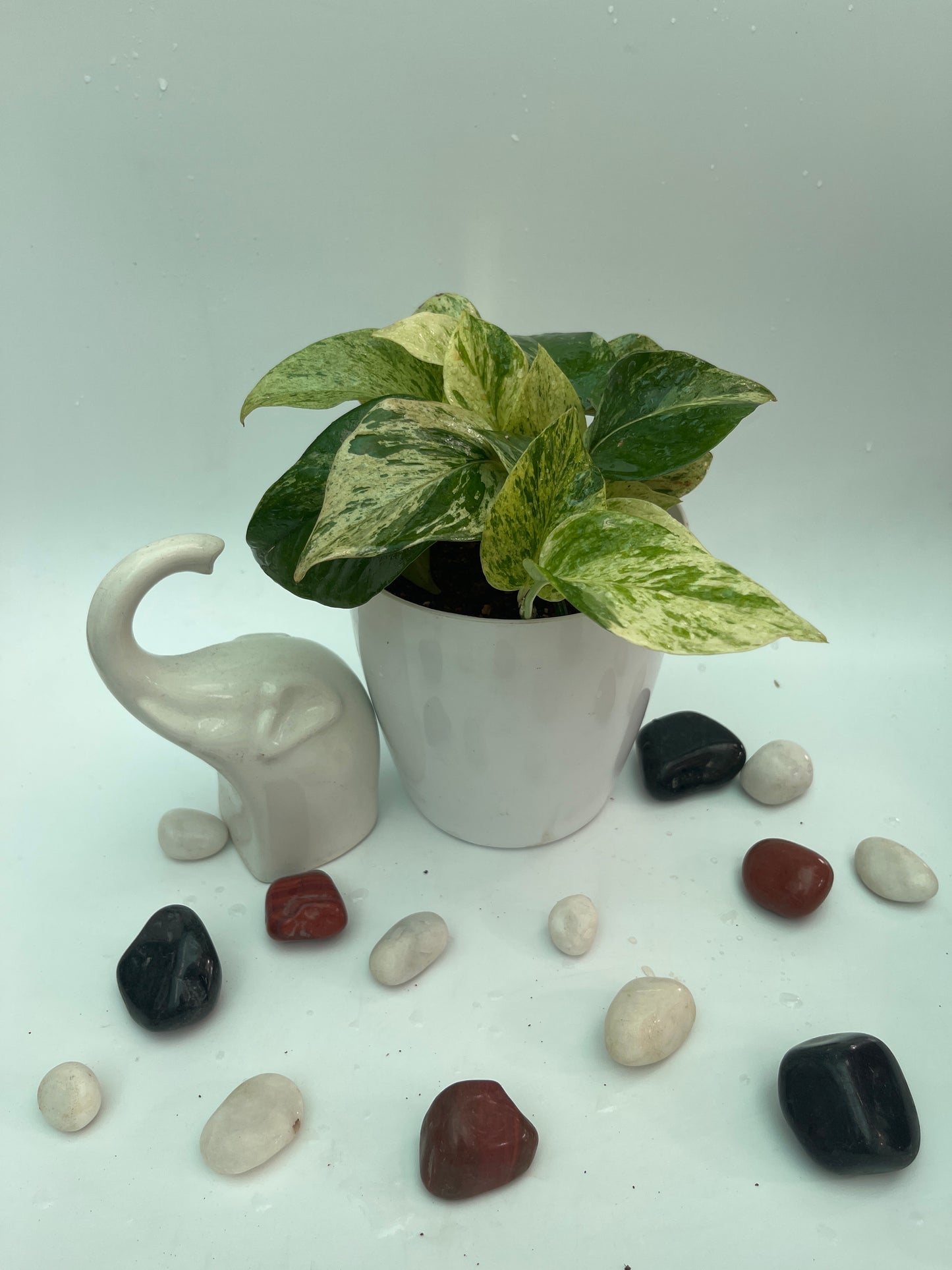MONEY PLANT MARBLE QUEEN