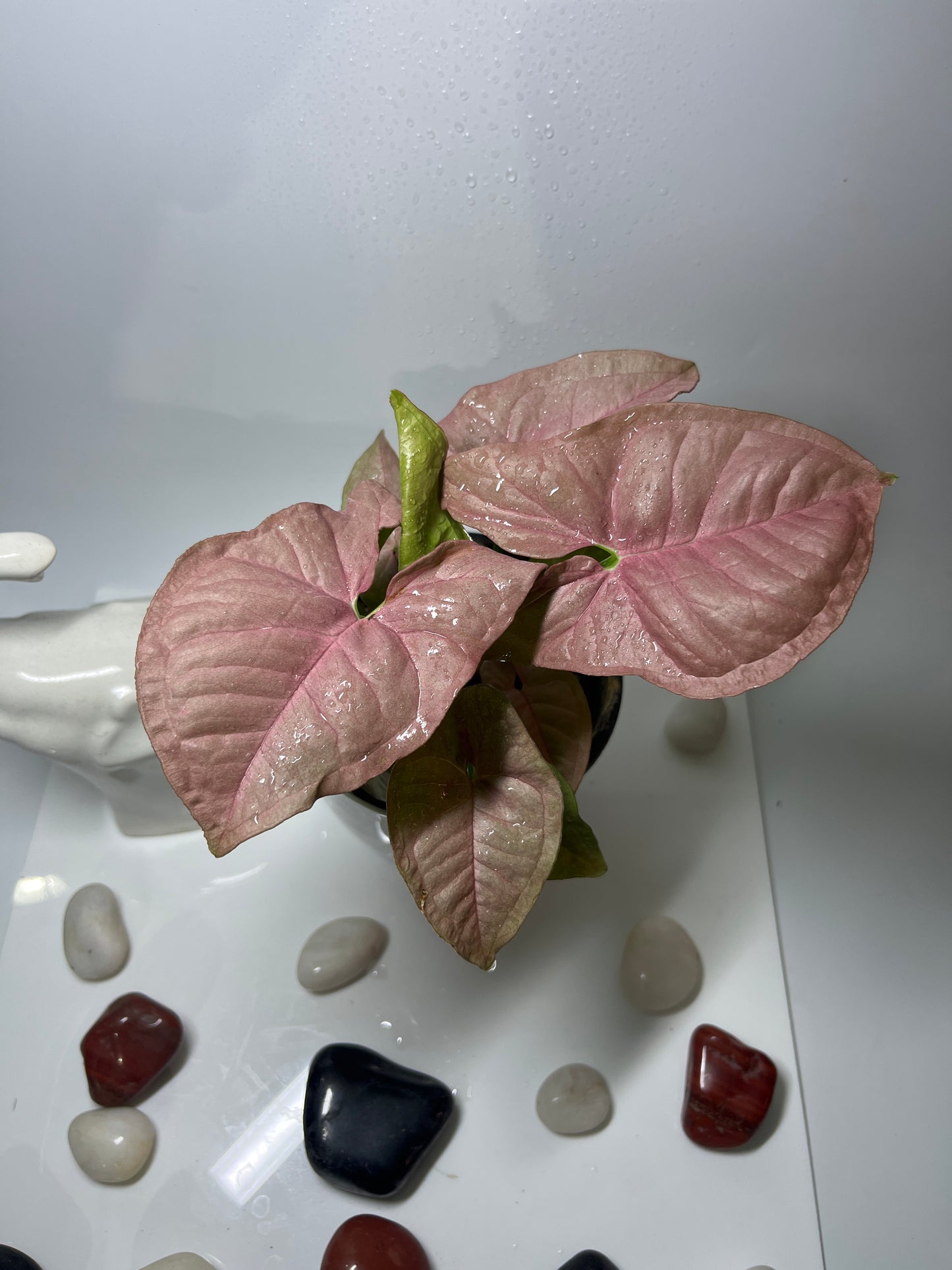 Syngonium pink