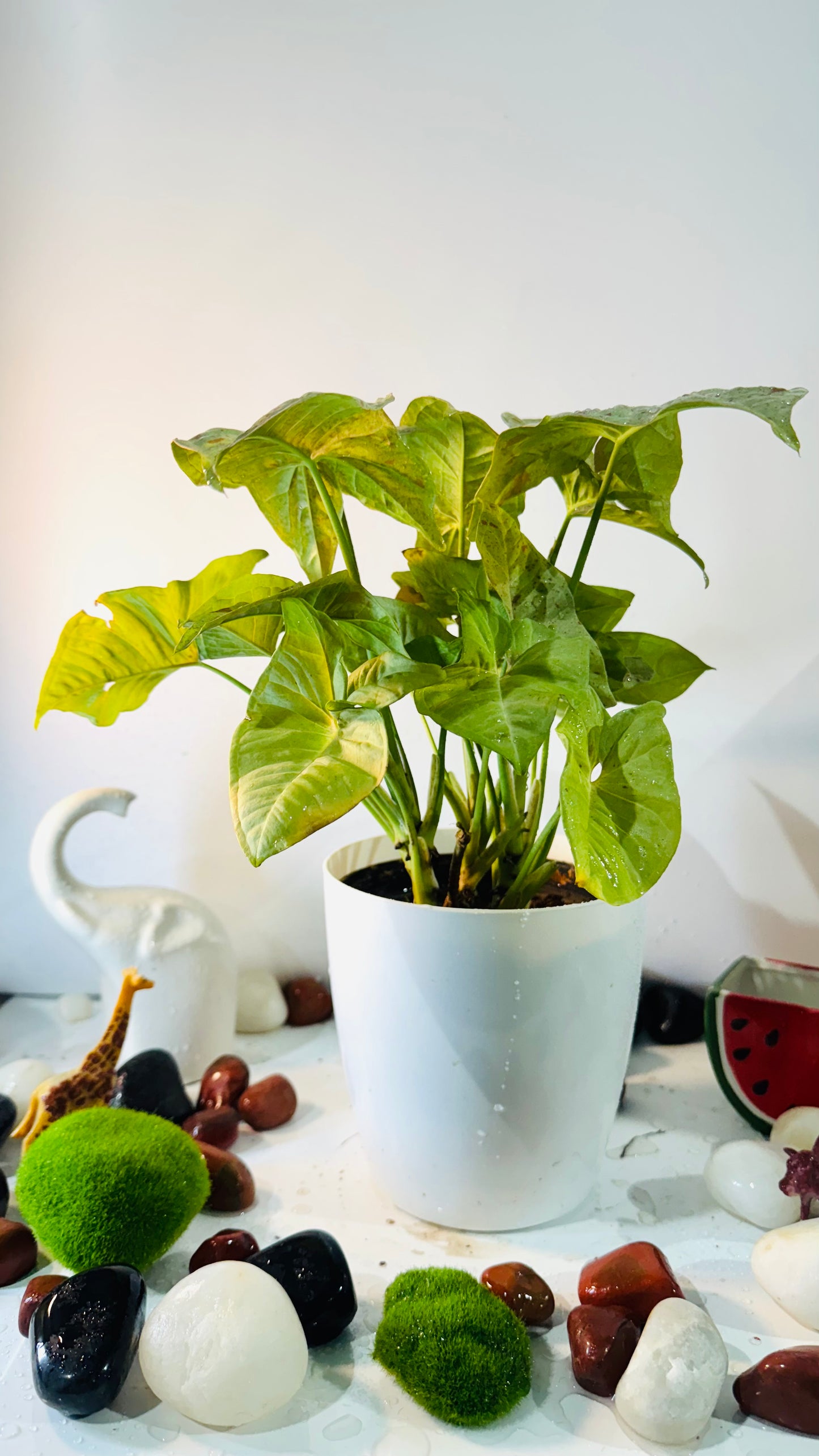 Money Plant