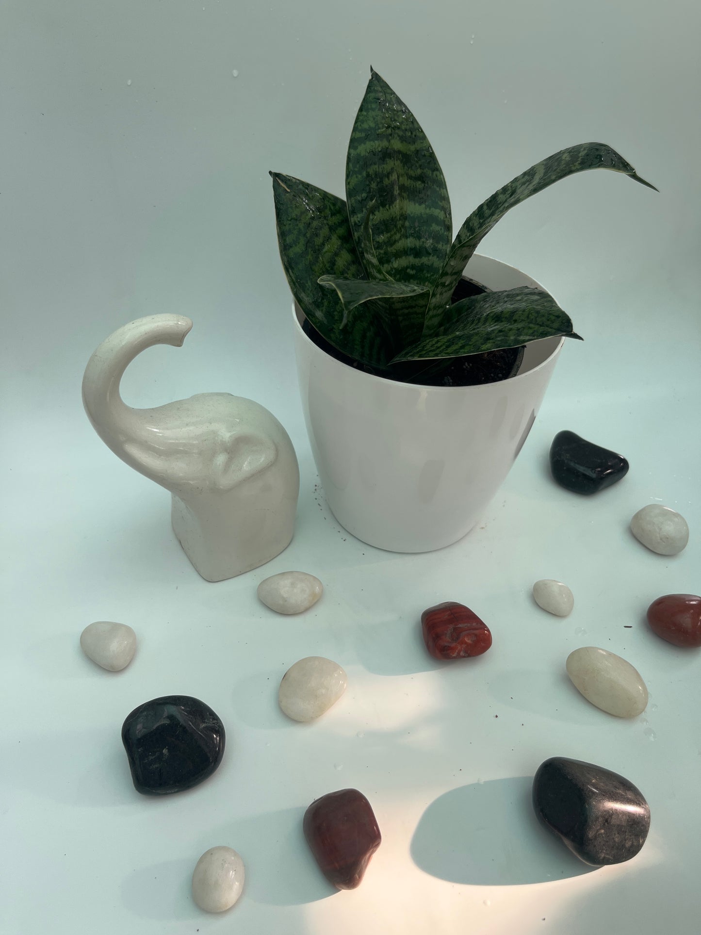 SANSEVIERIA GREEN HAHNII SINGLE