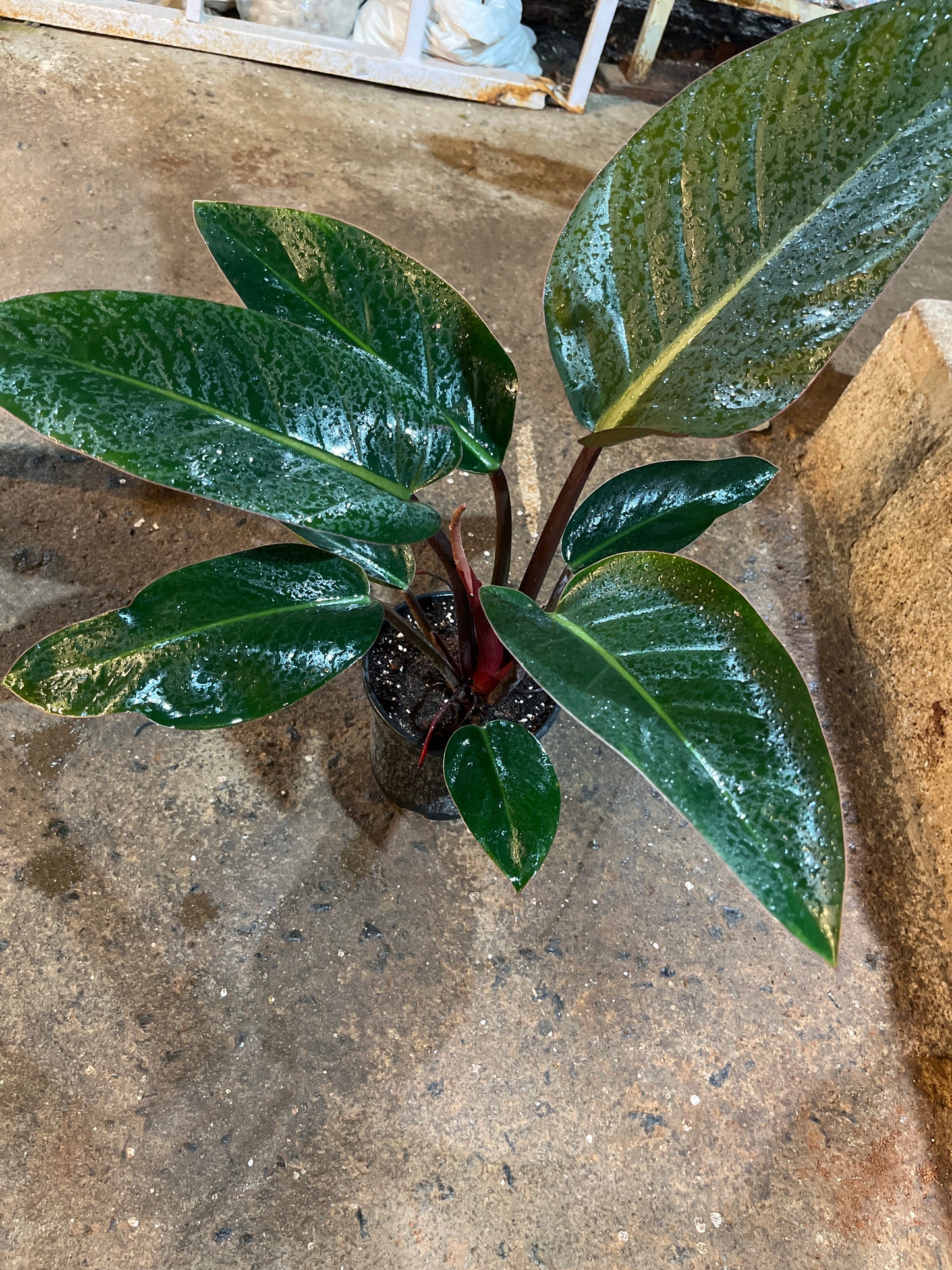 PHILODENDRON ROJOCONGO