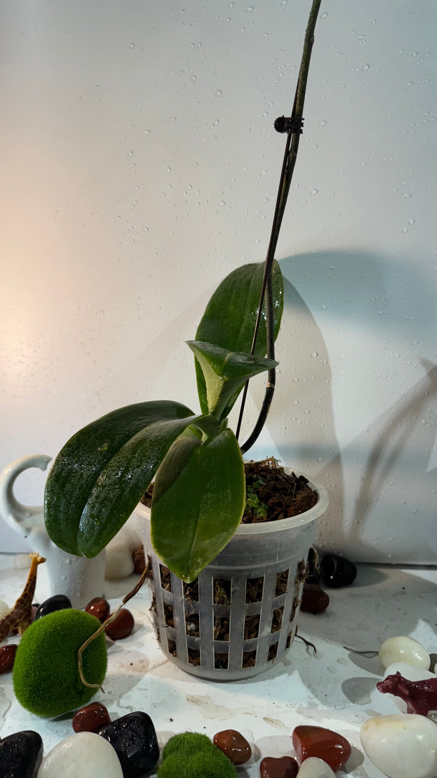 Orchids White