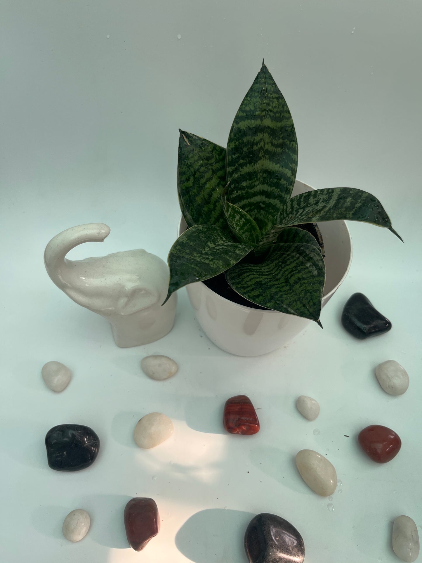 SANSEVIERIA GREEN HAHNII SINGLE