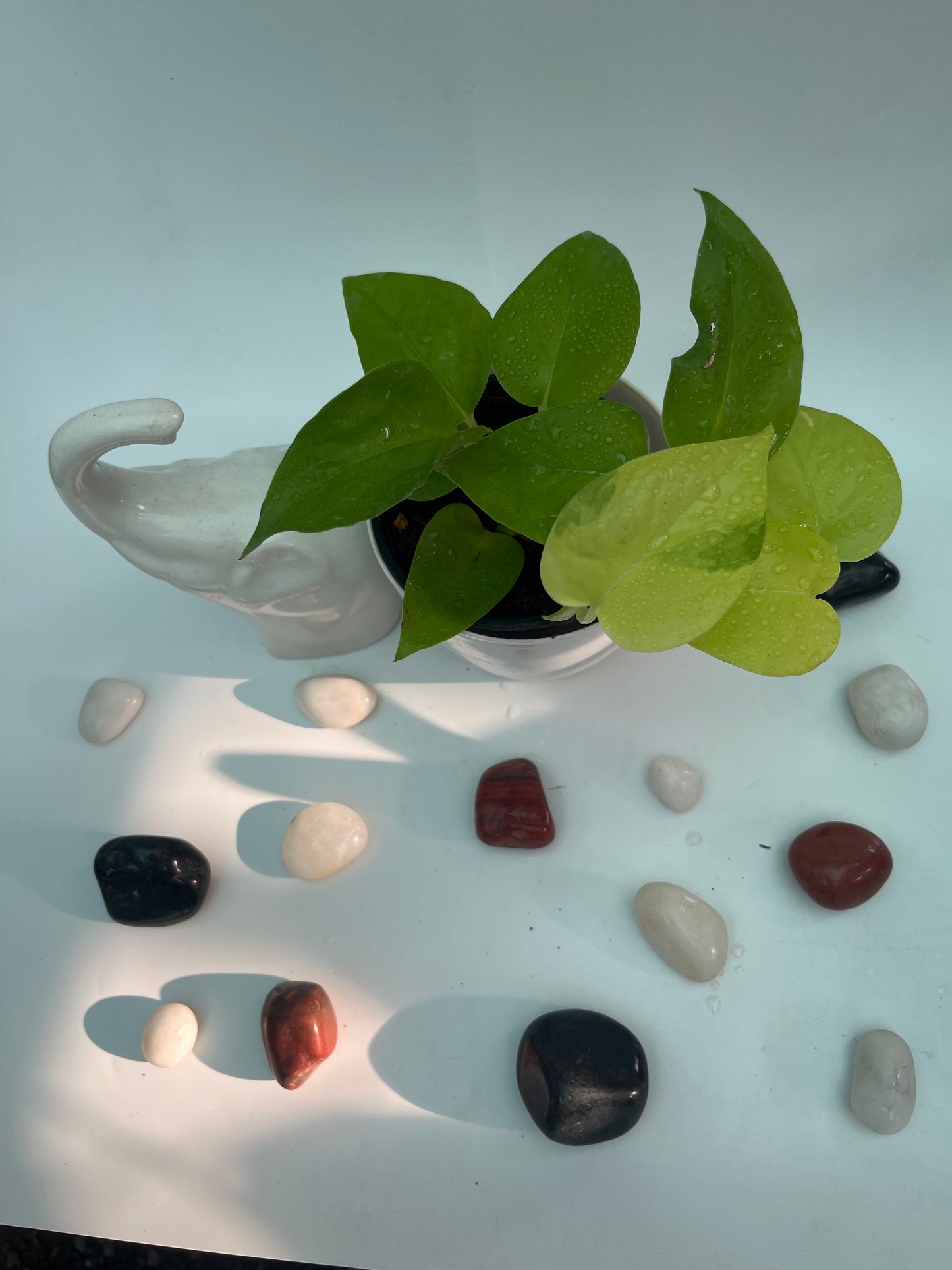 MONEY PLANT GOLDEN PHOTHOS