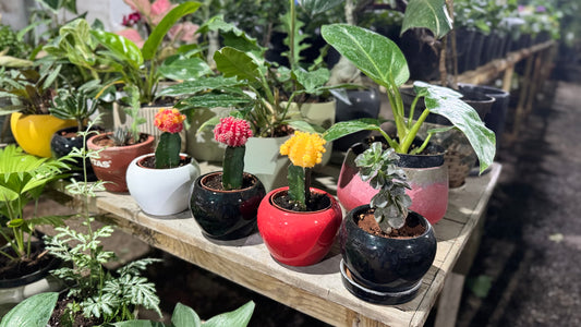 Cactus