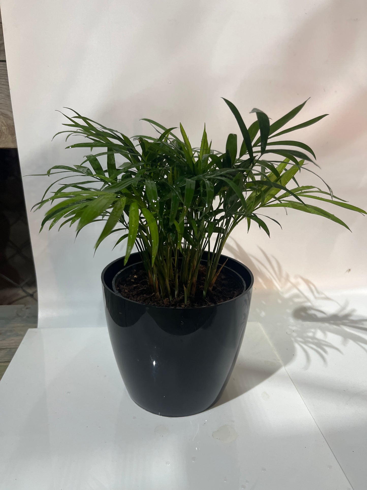Table Palm