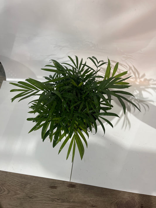 Table Palm