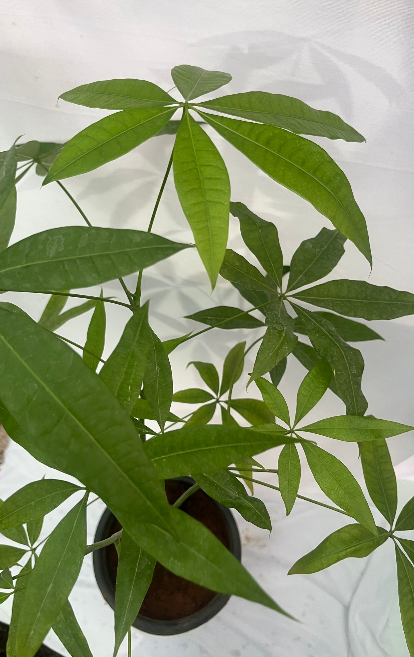 Pachira money plant