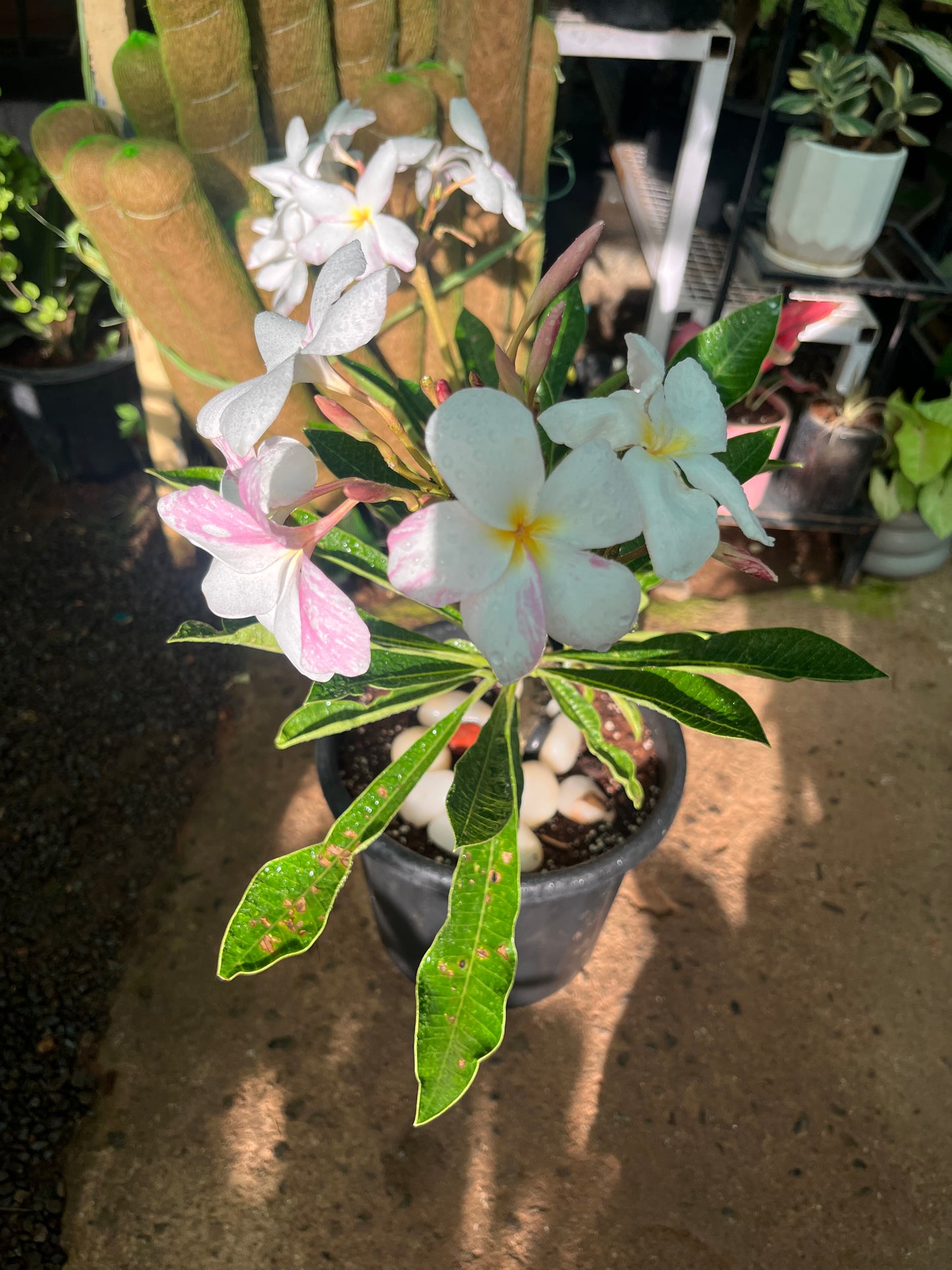 plumeria