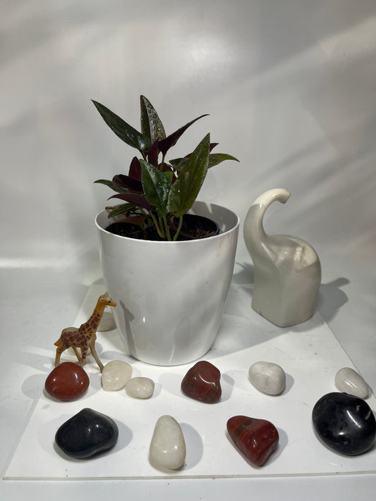Syngonium erythrophyllum
