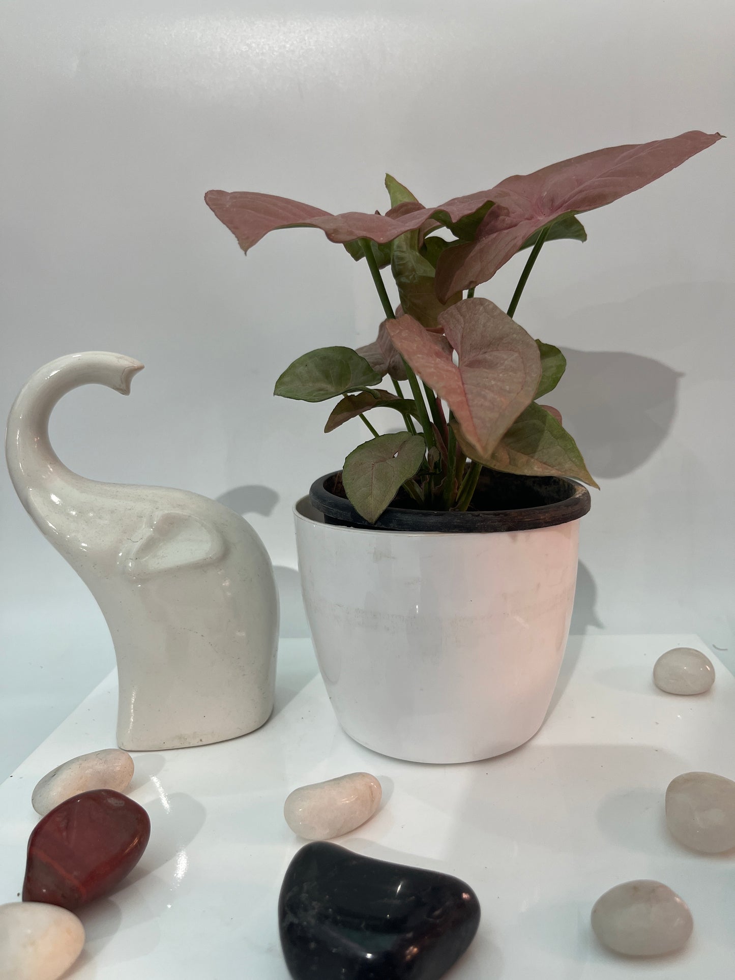 Syngonium pink