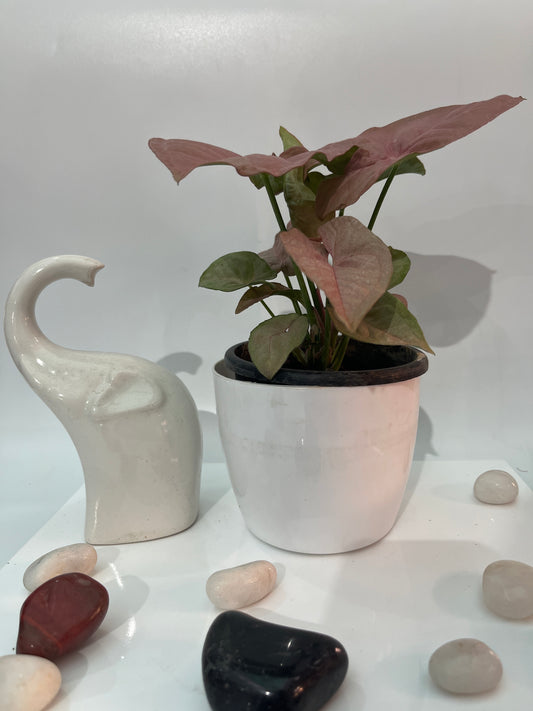 Syngonium pink