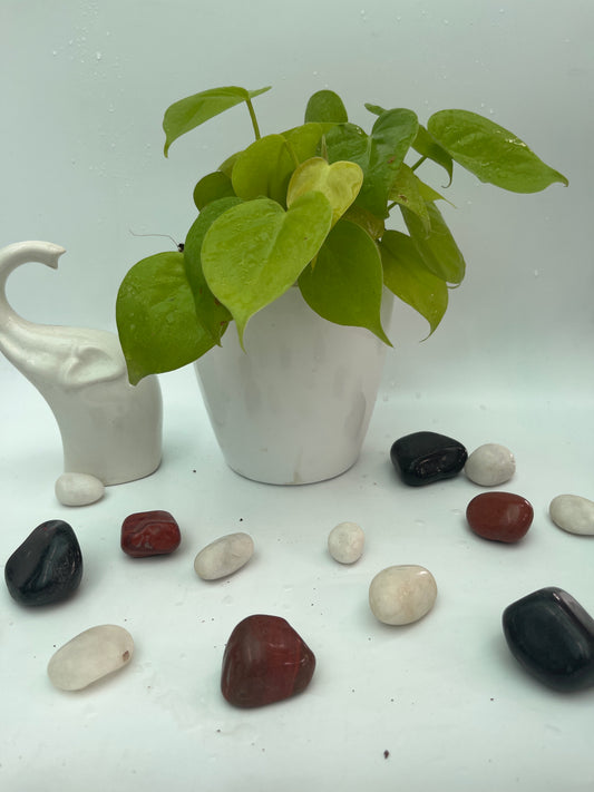 Neon Pothos