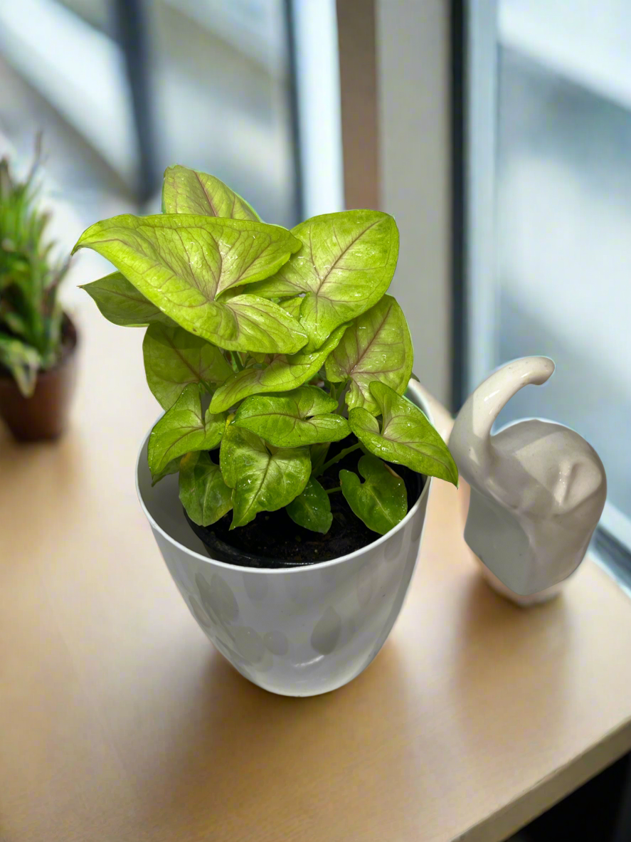 Syngonium neon