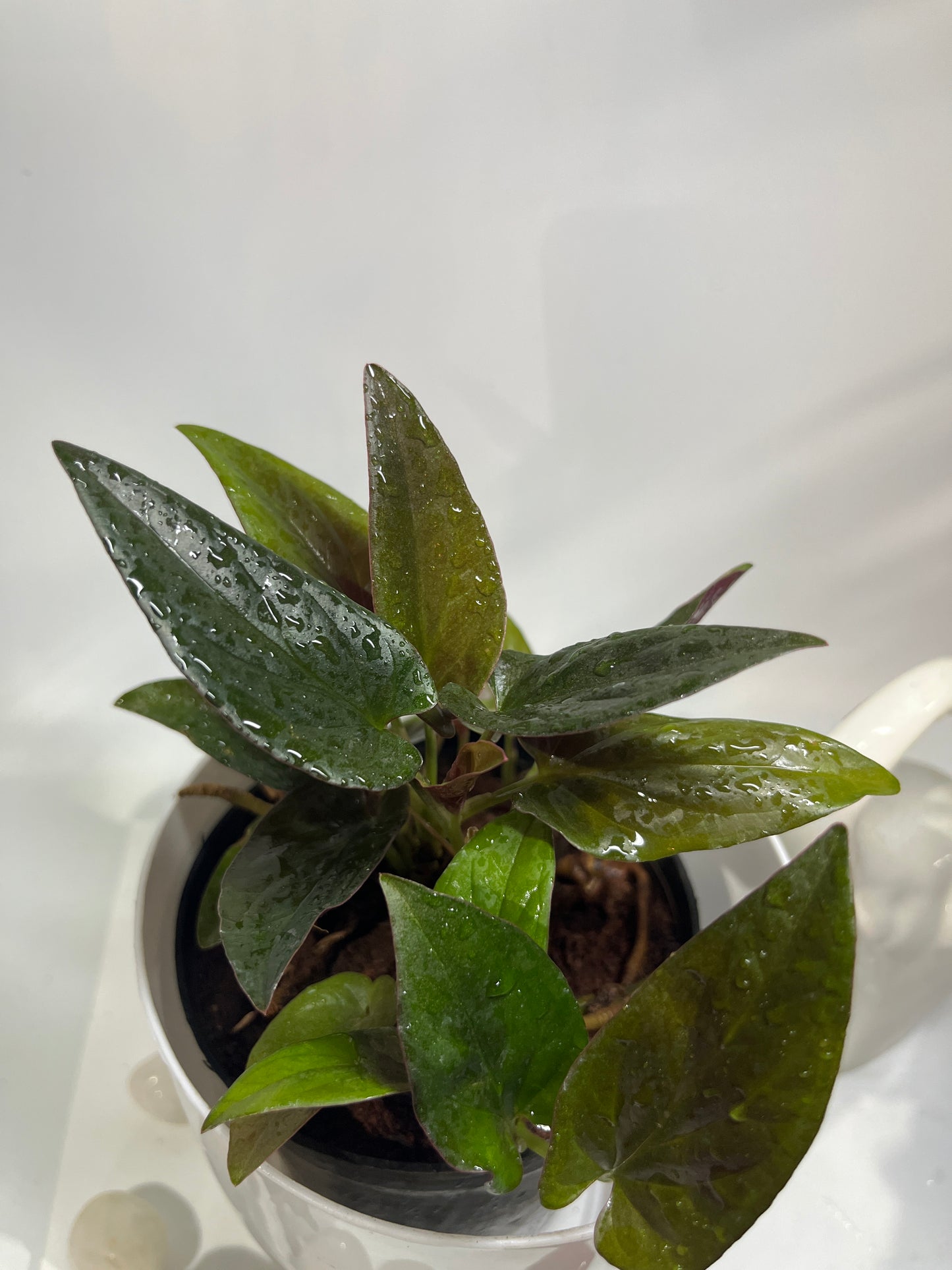 Syngonium erythrophyllum