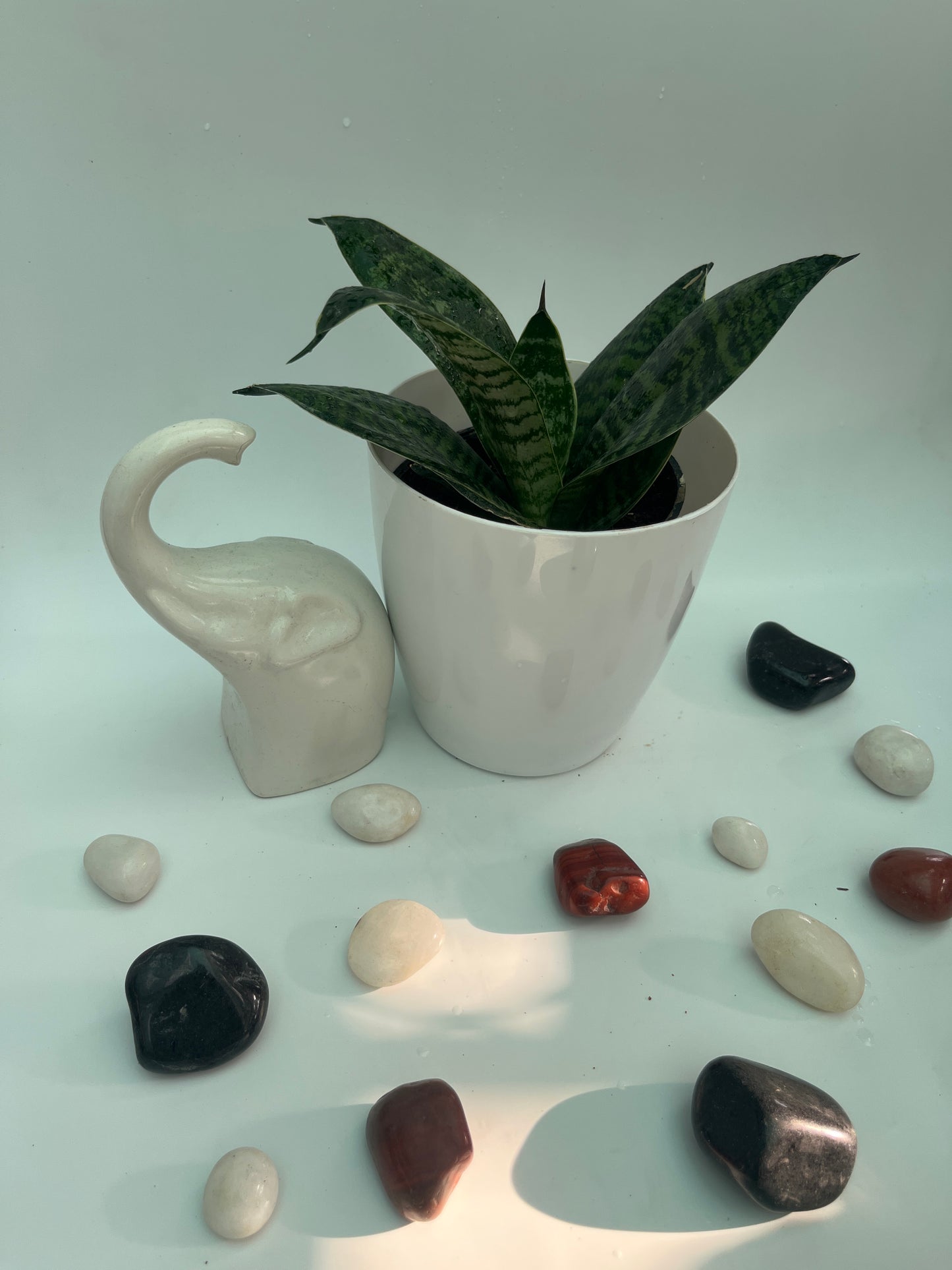 SANSEVIERIA GREEN HAHNII SINGLE