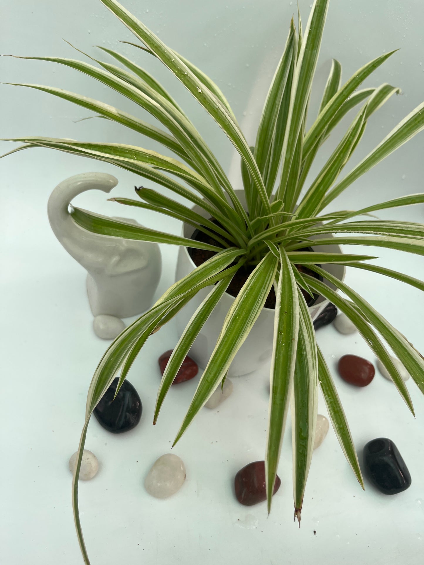 Spider plant