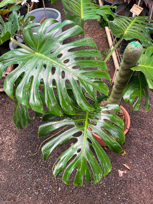 Monstera