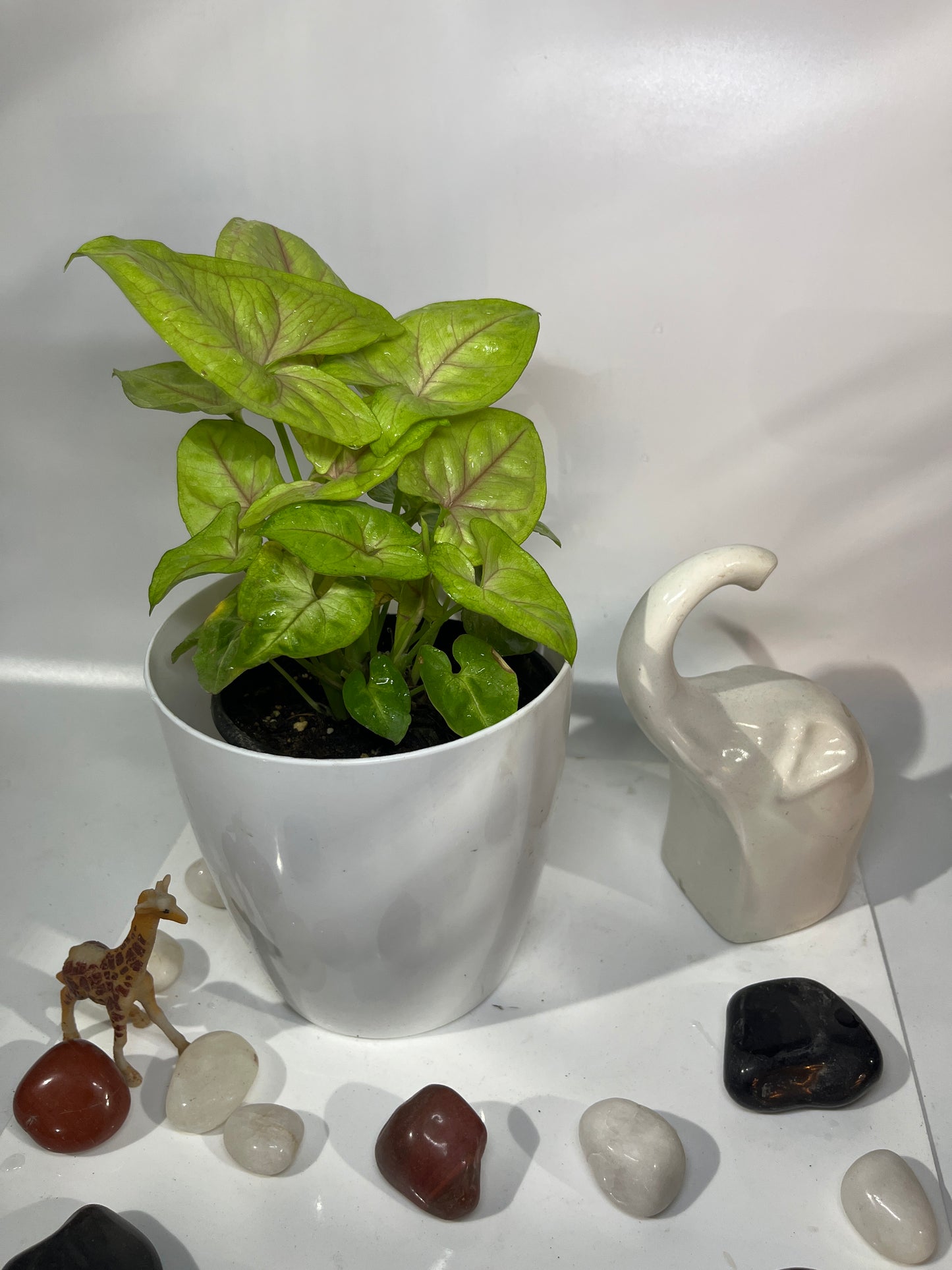 Syngonium neon