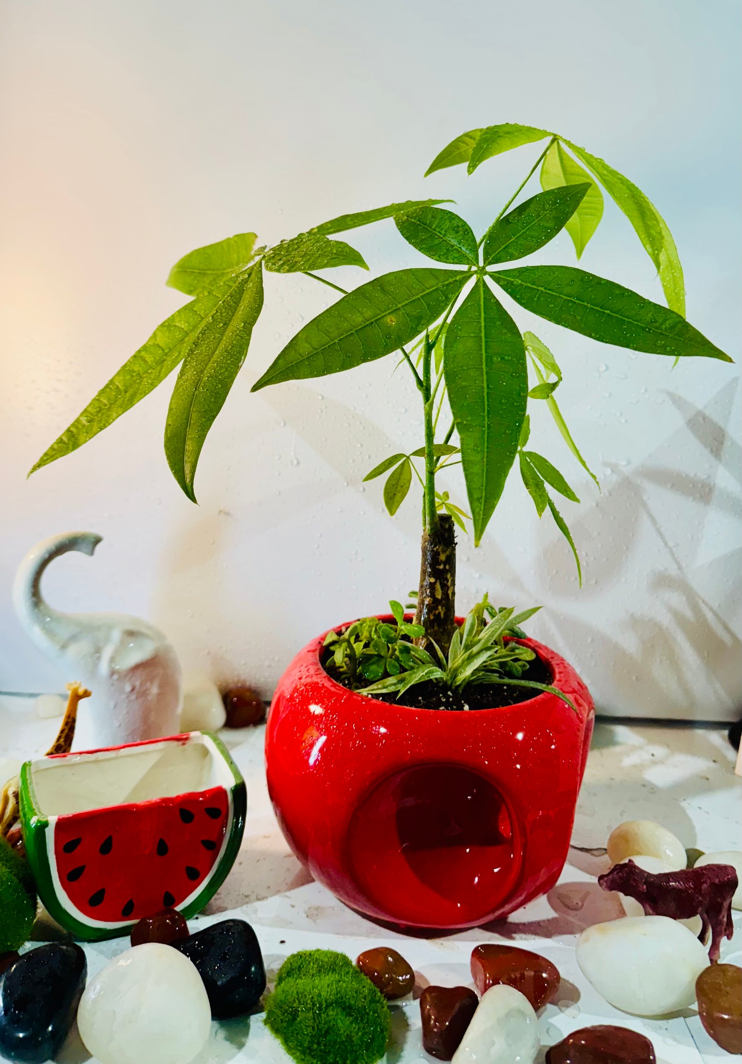 Money Tree Plant