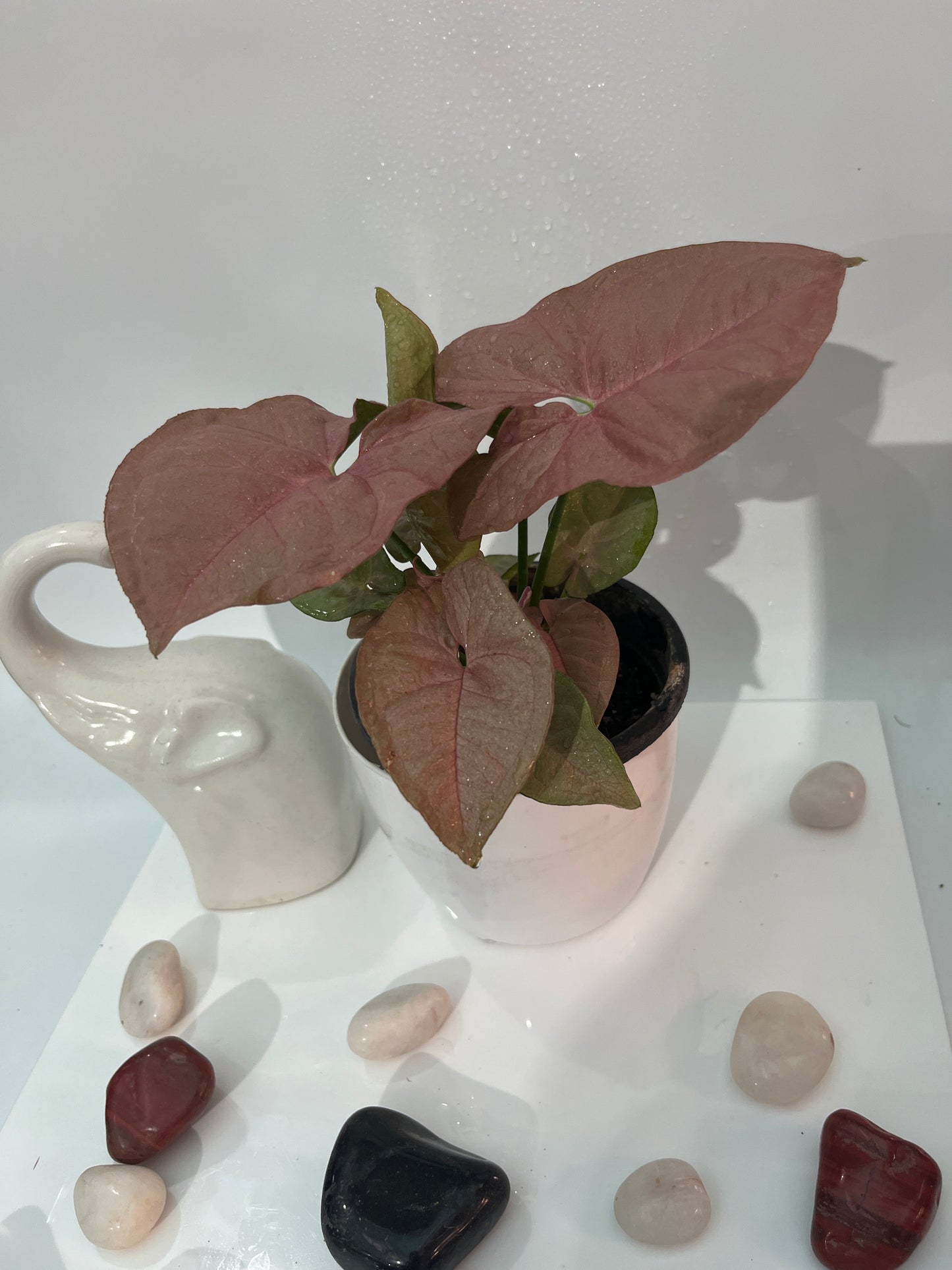 Syngonium pink