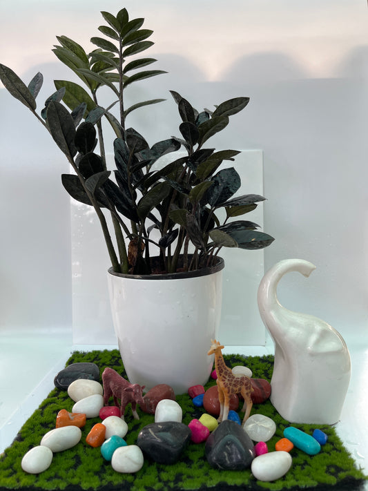 ZAMIOCULCAS BLACK