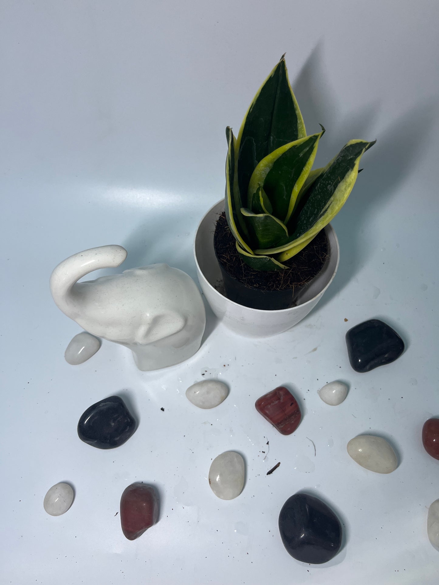 SANSEVIERIA GOLDENSingle