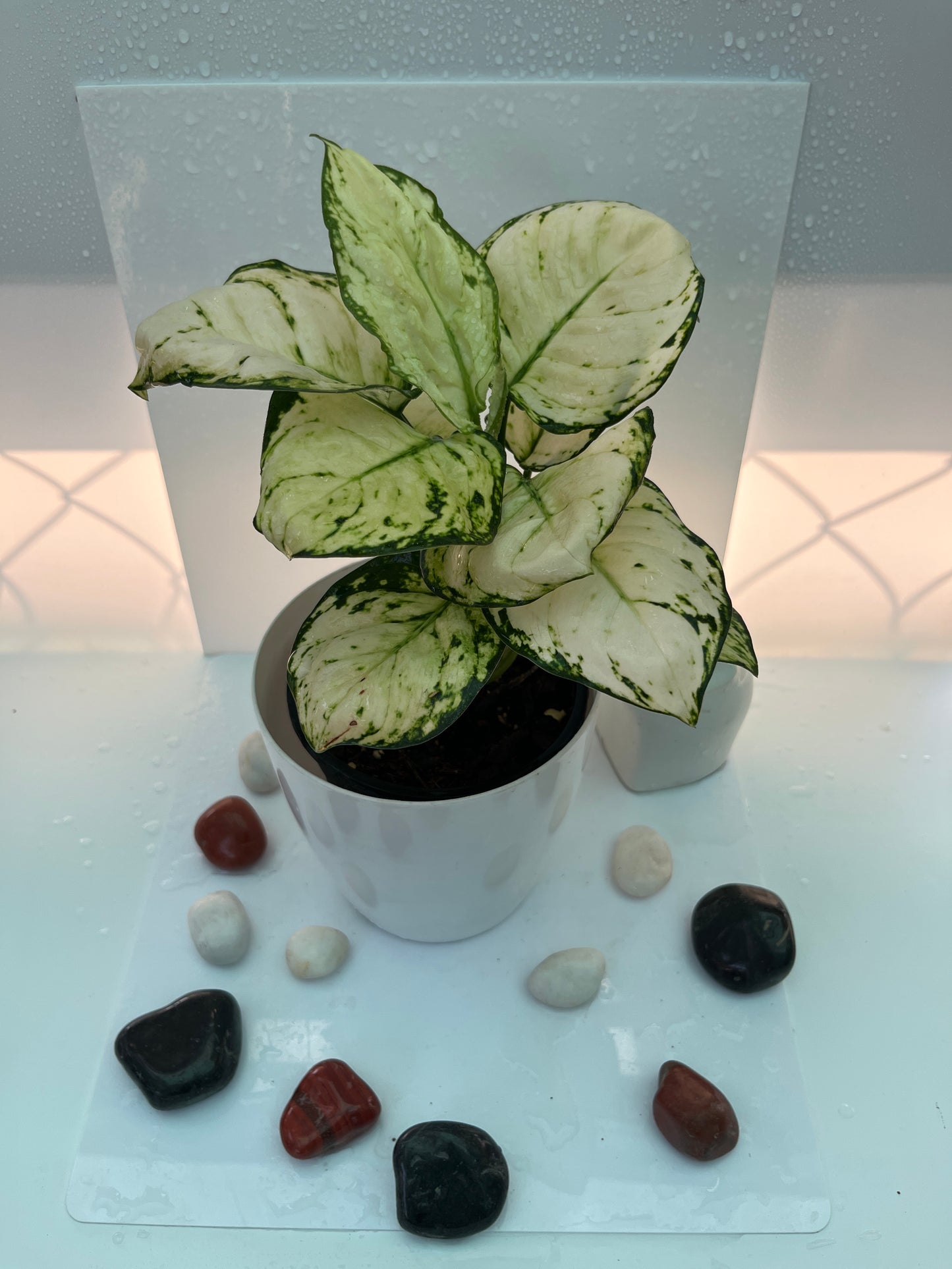 Aglonima super white