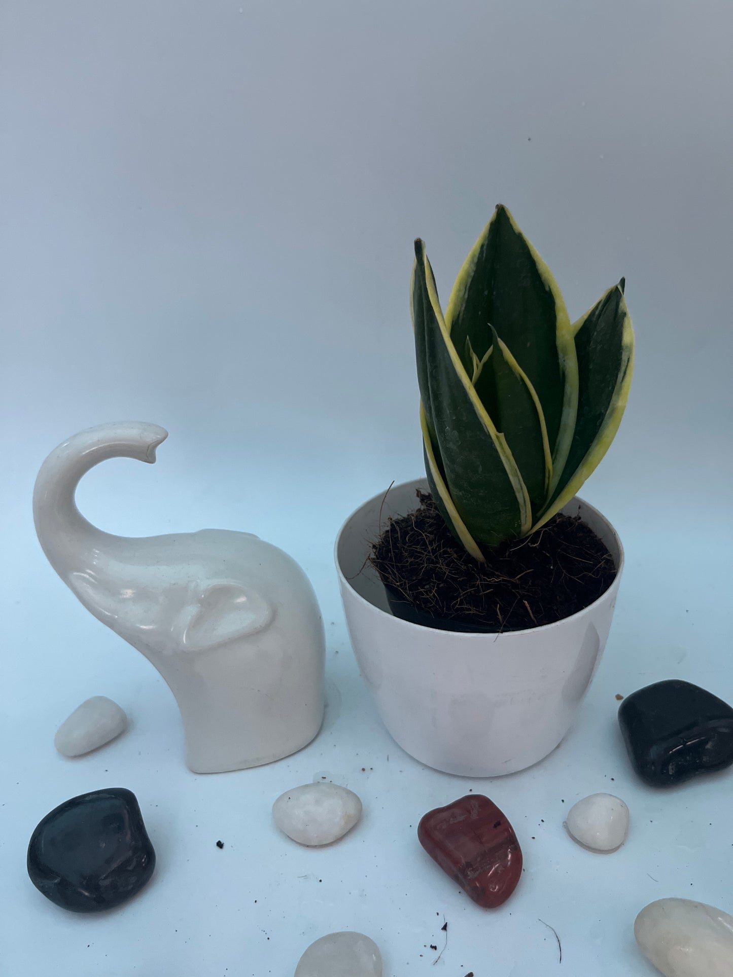 SucculentsSansevieras